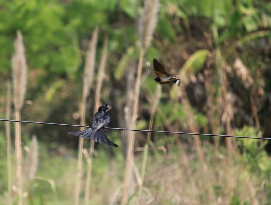 Bronzed Drongo (on cable) and Barn Swallow (Flying)